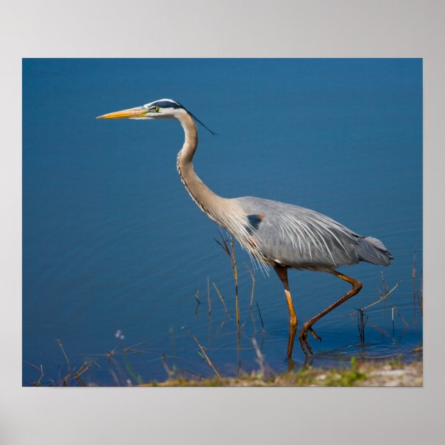 Blue Heron Wading Poster (Front)