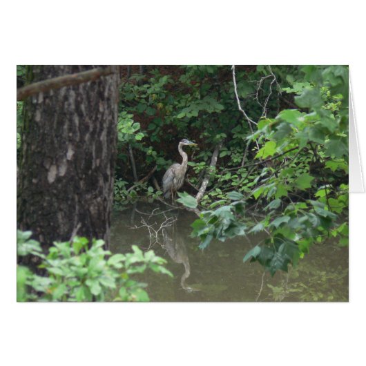 Blue Heron with Reflection on Water (Front Horizontal)