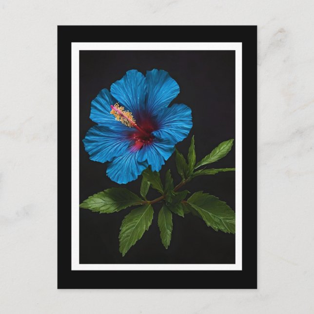 Blue Hibiscus Flower On Black,  Postcard (Front)