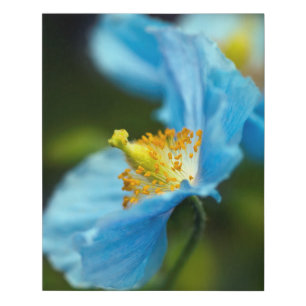 Blue Himalayan Poppy Faux Wrapped Canvas Print