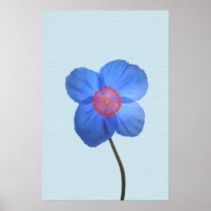 Blue Himalayan Poppy Flower Poster Print