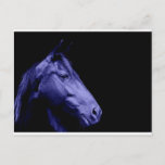 Blue Horse Design Postcard