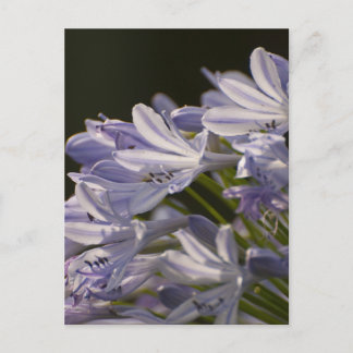 Blue Hostas Postcard