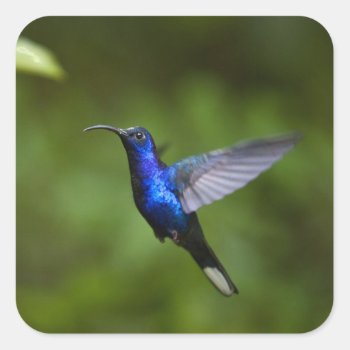 Blue Hummingbird Square Sticker by thecoveredbridge at Zazzle