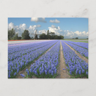 Blue Hyacinth Flowers in a Field Holland Postcard