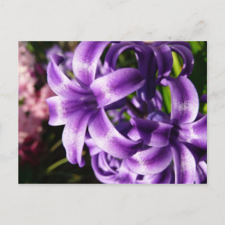 Blue Hyacinth I Spring Floral Postcard