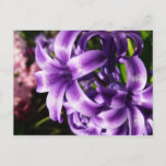 Blue Hyacinth I Spring Floral Postcard