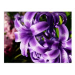 Blue Hyacinth I Spring Floral Postcard