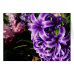 Blue Hyacinth II Spring Floral