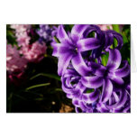Blue Hyacinth II Spring Floral Card