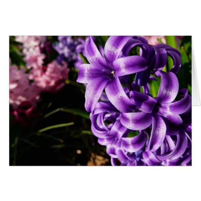 Blue Hyacinth II Spring Floral Cards (Front Horizontal)