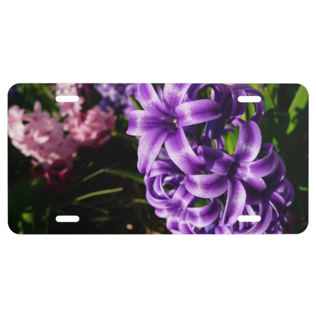 Blue Hyacinth II Spring Floral License Plate (Front)