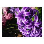 Blue Hyacinth II Spring Floral Photo Print