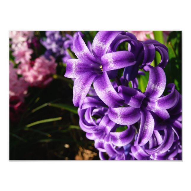 Blue Hyacinth II Spring Floral Photo Print (Front)
