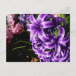 Blue Hyacinth II Spring Floral Postcard