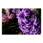 Blue Hyacinth II Spring Floral Poster