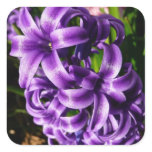 Blue Hyacinth II Spring Floral Square Sticker