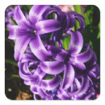 Blue Hyacinth II Spring Floral Square Sticker