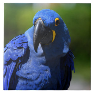 Blue Hyacinth Macaw Ceramic Tile