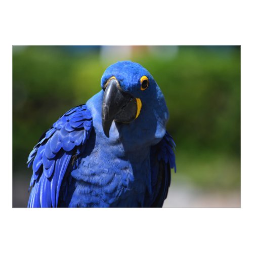 Blue Hyacinth Macaw   Photo Print