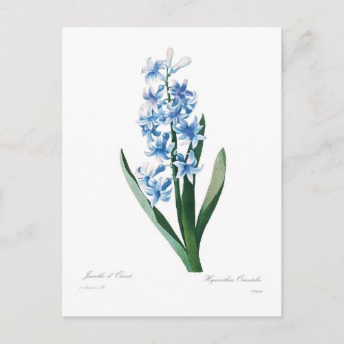 Blue Hyacinth Postcard