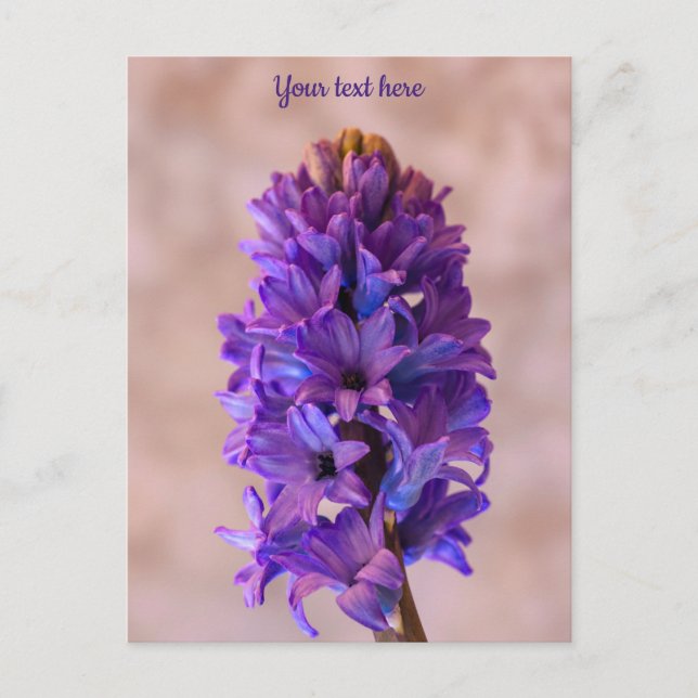 Blue Hyacinth Postcard (Front)