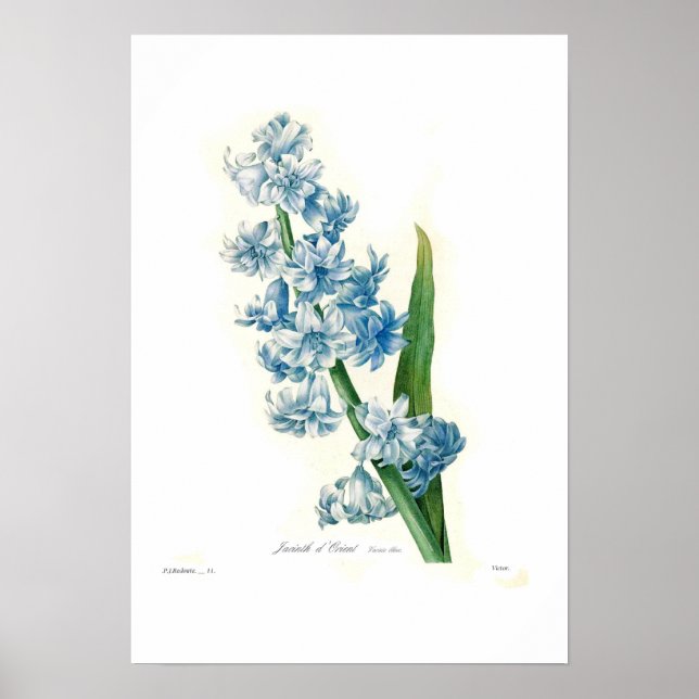 Blue Hyacinth Poster (Front)