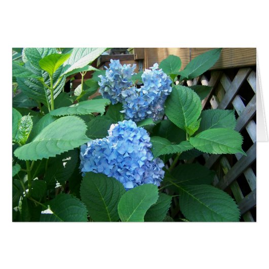 Blue Hydrangea (Front Horizontal)
