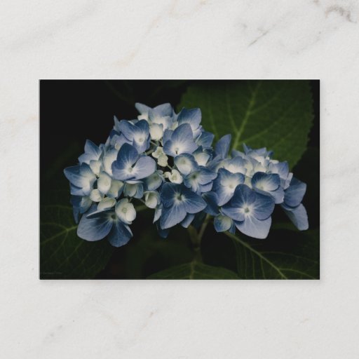 Customizable Blue Hydrangea 8514 Mini Print Business Cards