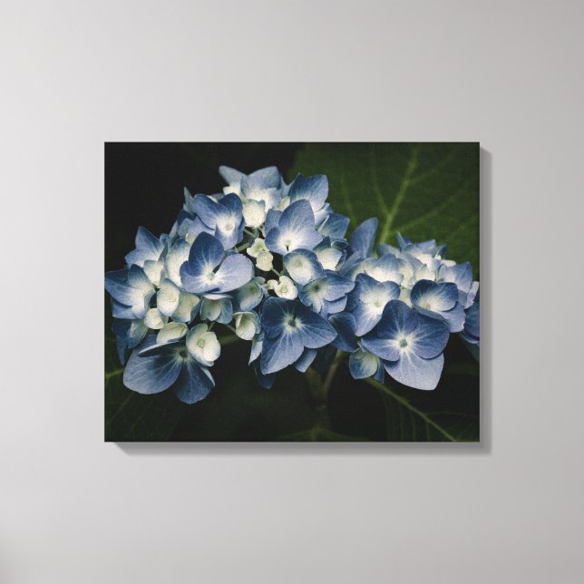 Blue Hydrangea 8514 Wrapped Canvas Print (Front)