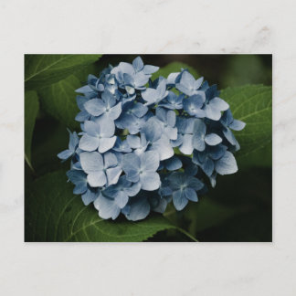 Blue Hydrangea 8515 Postcard