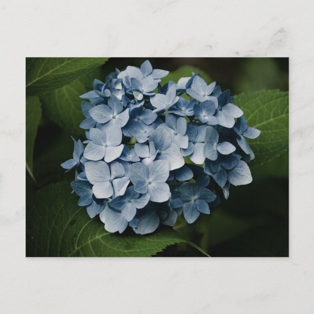 Blue Hydrangea 8515 Postcard (Front)