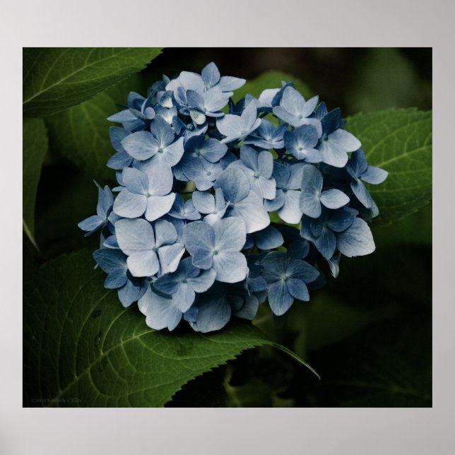 Blue Hydrangea 8515 Print (Front)