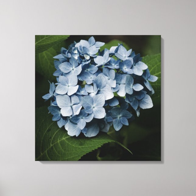 Blue Hydrangea 8515 Wrapped Canvas Print (Front)