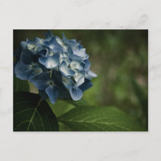 Blue Hydrangea 8519 Postcard