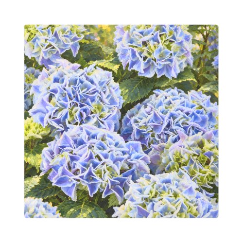 Blue Hydrangea Abundance in Painterly Sunlight Metal Print