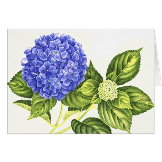 Blue Hydrangea and Bud Cards (Front Horizontal)