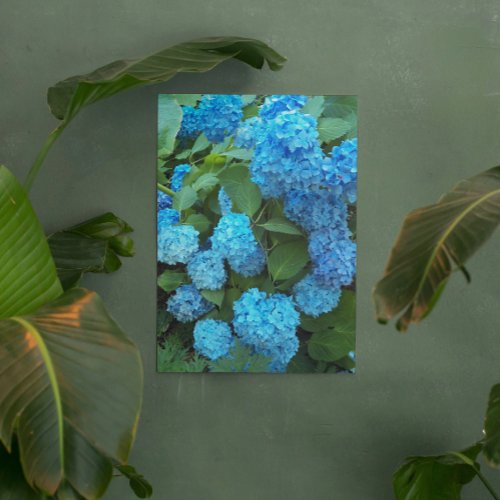 Blue Hydrangea Blooms Floral Acrylic Print