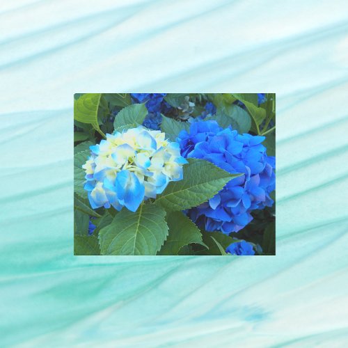 Blue Hydrangea Blooms Floral Metal Print