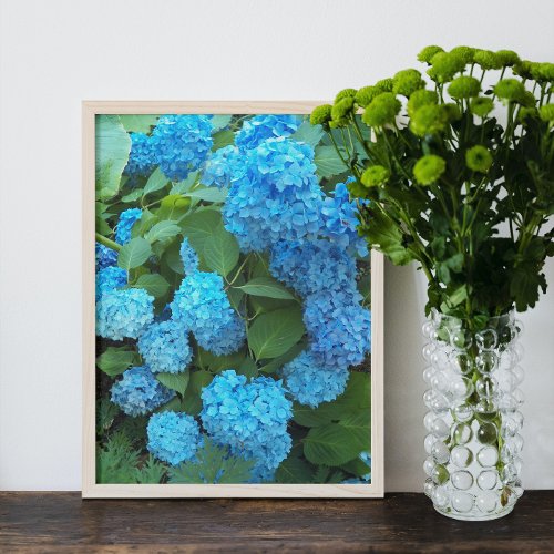 Blue Hydrangea Blooms Floral Photo Print