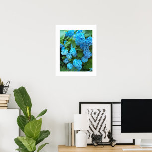 Blue Hydrangea Blooms Floral Poster