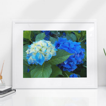 Blue Hydrangea Blooms Floral Poster by northwestphotos at Zazzle