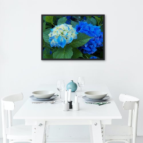 Blue Hydrangea Blooms Floral Poster