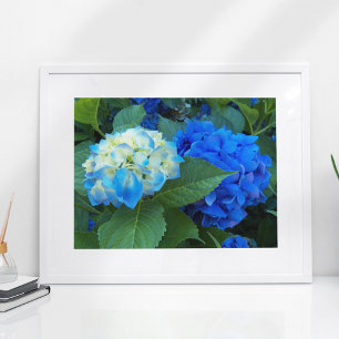 Blue Hydrangea Blooms Floral Poster