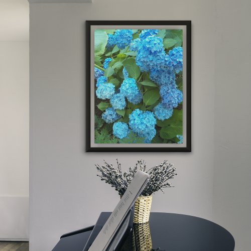 Blue Hydrangea Blooms Floral Poster
