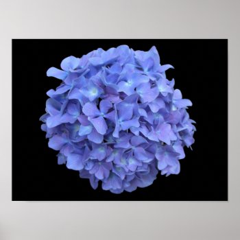 Blue Hydrangea Blossom Poster by FalconsEye at Zazzle