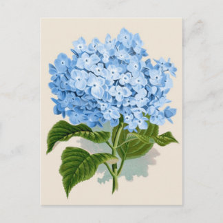 Blue Hydrangea Botanical Print Postcard