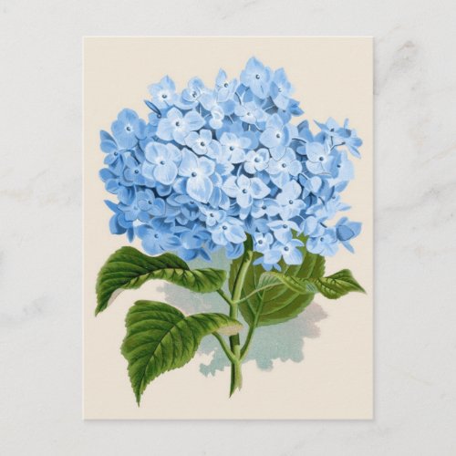 Blue Hydrangea Botanical Print Postcard