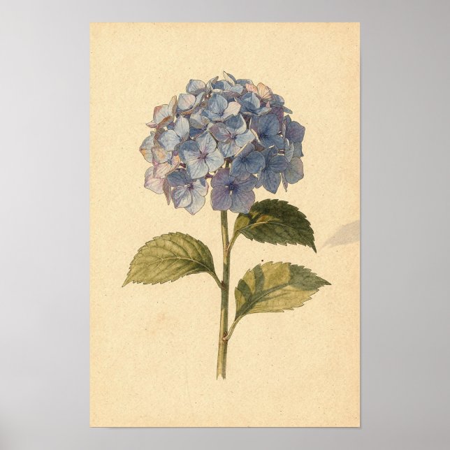 Blue Hydrangea Botanical Study on Ivory Poster (Front)
