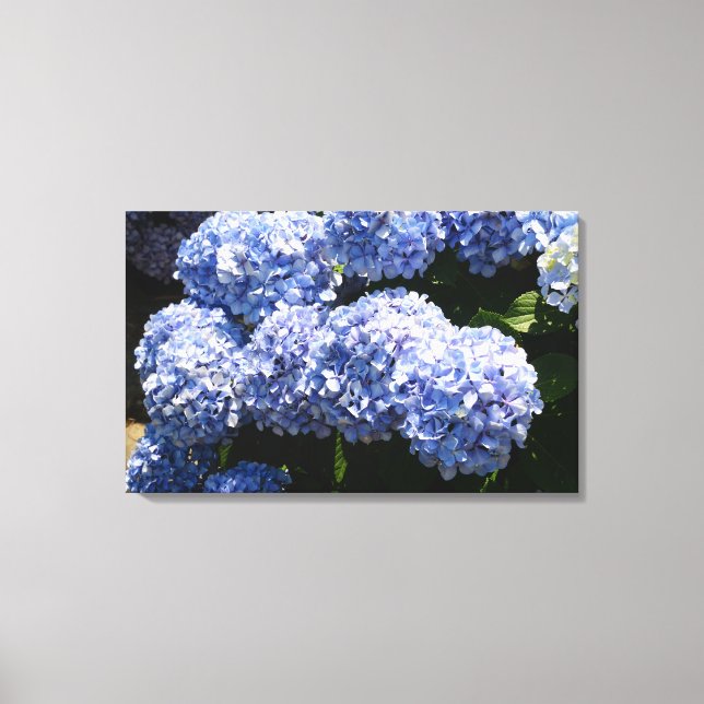 Blue Hydrangea Canvas Print (Front)